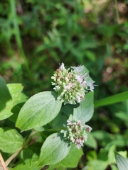 Pycnanthemum
