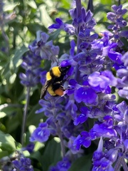 Bombus sonorus
