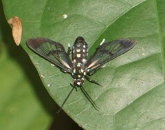 Cosmosoma xanthosticta