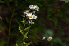 Erigeron strigosus