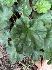 Heuchera