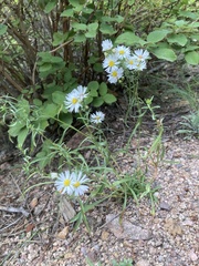 Erigeron coulteri
