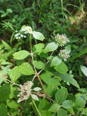 Pycnanthemum