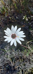 Dimorphotheca nudicaulis