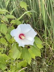 Hibiscus moscheutos
