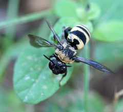 Triepeolus concavus