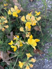 Lotus corniculatus