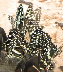 Papilio demodocus