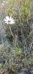 Dimorphotheca nudicaulis