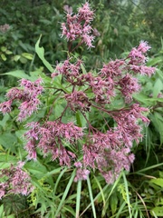 Eutrochium maculatum