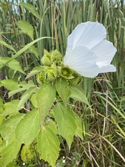 Hibiscus moscheutos