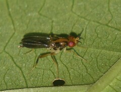 Clusiidae