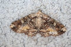 Paradromulia ambigua