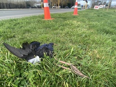 Porphyrio melanotus melanotus