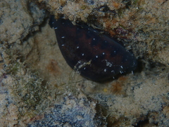 Pseudozonaria nigropunctata