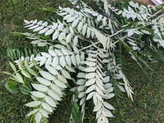 Rhus glabra