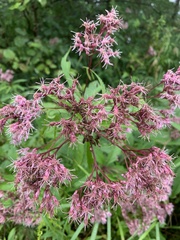 Eutrochium maculatum