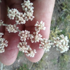 Eriogonum annuum