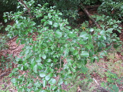 Vaccinium arboreum
