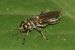Eristalinae