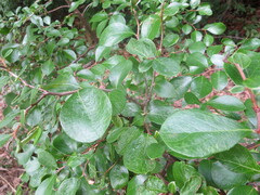 Vaccinium arboreum
