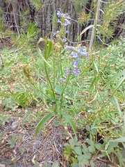 Penstemon procerus