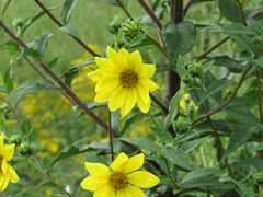Helianthus giganteus