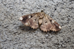 Paradromulia ambigua