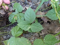 Rubus flagellaris