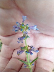Penstemon procerus