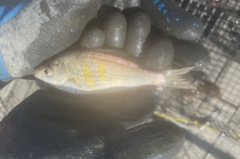 Cymatogaster aggregata