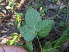 Rubus flagellaris