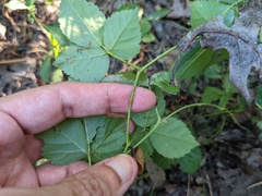 Rubus flagellaris