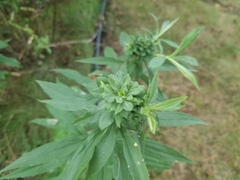 Procecidochares atra