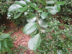 Vaccinium arboreum
