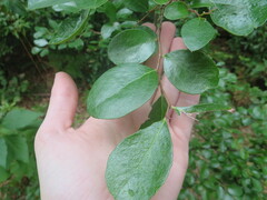 Vaccinium arboreum