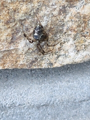 Parasteatoda