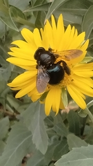 Xylocopa micans