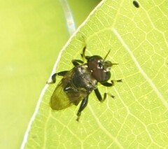 Protolepidostola