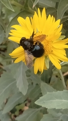 Xylocopa micans