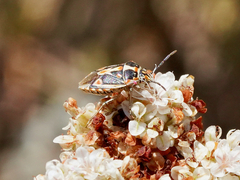 Bagrada hilaris