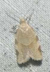 Clepsis virescana