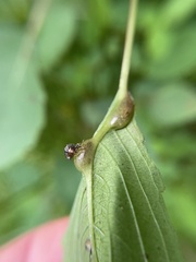 Neolasioptera impatientifolia