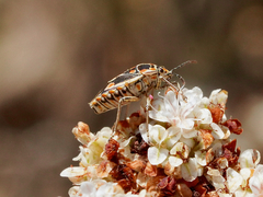 Bagrada hilaris