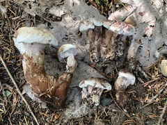 Phellodon violascens