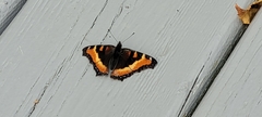 Aglais milberti
