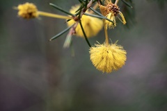Acacia echinula