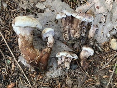 Phellodon violascens