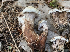 Phellodon violascens