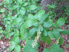 Clethra alnifolia
